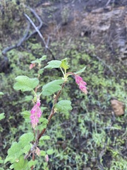 Ribes malvaceum