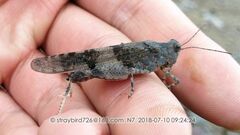 Sphingonotus mongolicus