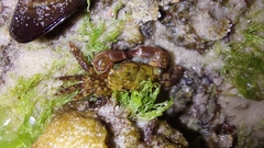 Pachygrapsus transversus