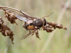 Scaptia