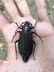 Acanthinodera cumingii