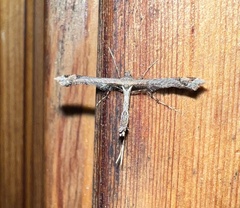 Anstenoptilia marmarodactyla