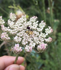 Phymata chilensis chilensis