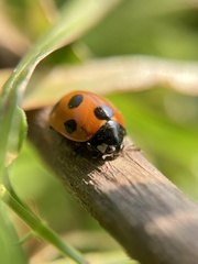 Coccinella septempunctata