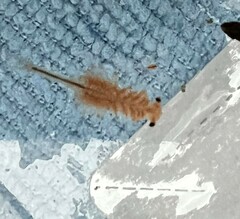 Eubranchipus oregonus