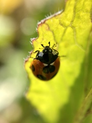 Coccinella septempunctata