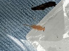 Eubranchipus oregonus