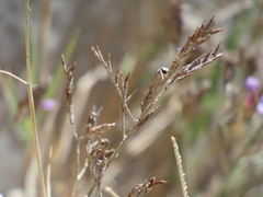 Limonium emarginatum