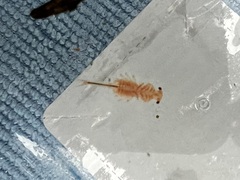 Eubranchipus oregonus