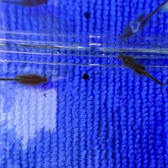 Eubranchipus oregonus