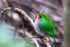 Todus multicolor