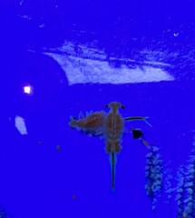 Eubranchipus oregonus