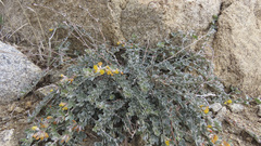 Acmispon argophyllus argophyllus