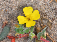 Camissoniopsis cheiranthifolia cheiranthifolia