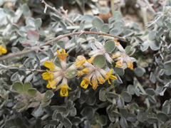 Acmispon argophyllus argophyllus