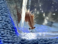 Eubranchipus oregonus