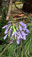 Agapanthus praecox