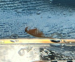 Eubranchipus oregonus