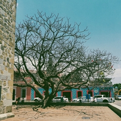 Pseudobombax ellipticum