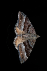 Hydriomena deltoidata