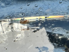 Eubranchipus oregonus