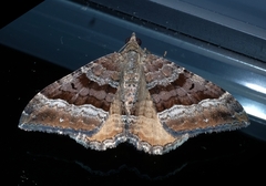 Hydriomena deltoidata