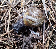 Helminthoglypta nickliniana ramentosa