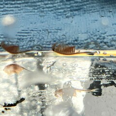 Eubranchipus oregonus