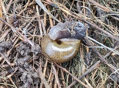 Helminthoglypta nickliniana ramentosa