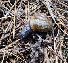 Helminthoglypta nickliniana ramentosa