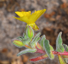 Camissoniopsis cheiranthifolia cheiranthifolia