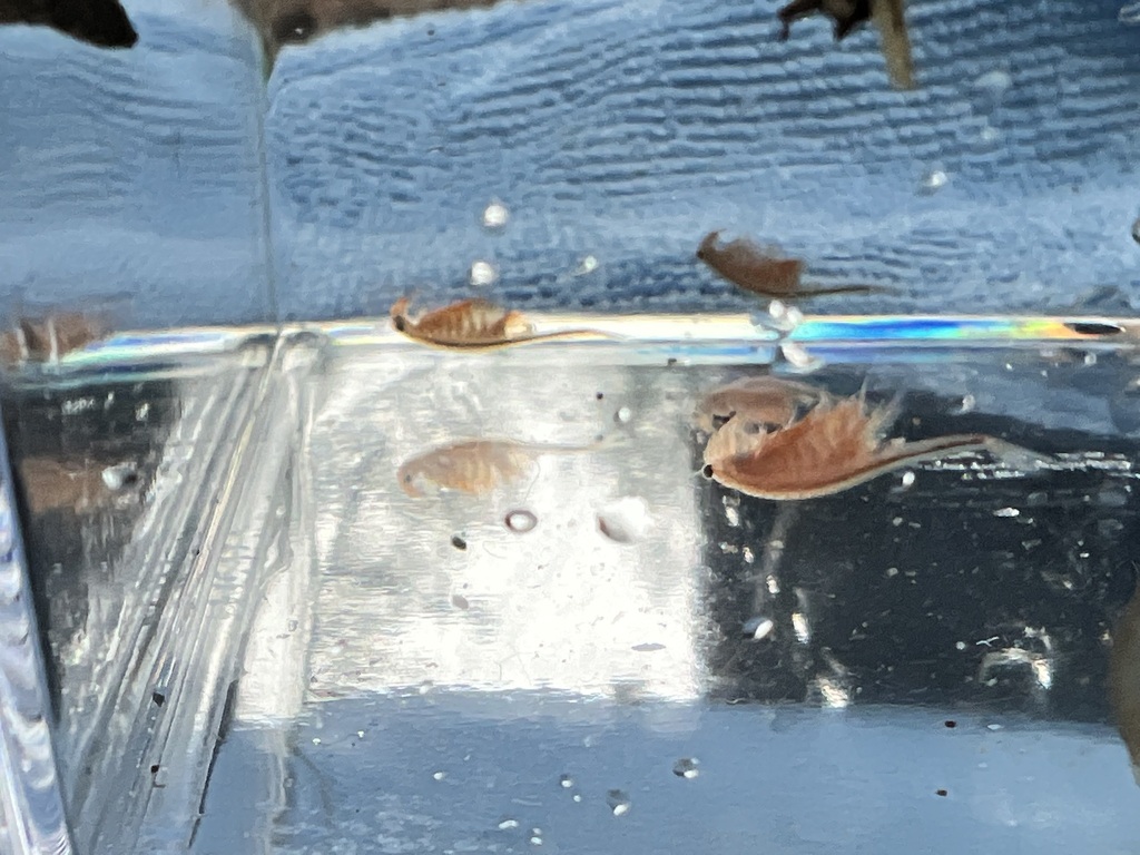 Oregon fairy shrimp