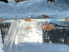 Eubranchipus oregonus