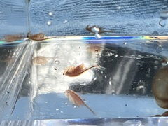 Eubranchipus oregonus