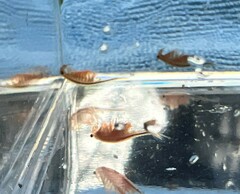 Eubranchipus oregonus