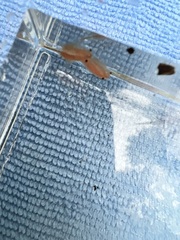 Eubranchipus oregonus