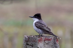 Tyrannus caudifasciatus