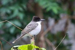 Tyrannus caudifasciatus