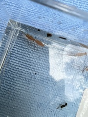 Eubranchipus oregonus