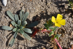 Camissoniopsis cheiranthifolia cheiranthifolia