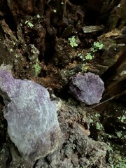 Nectriopsis violacea