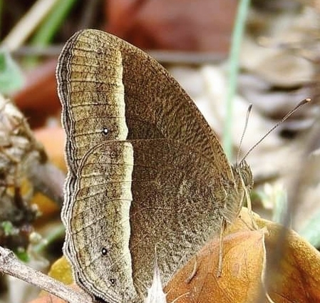 Mycalesis nicotia