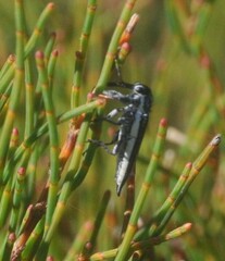 Rhinotia regalis