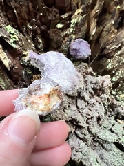 Nectriopsis violacea