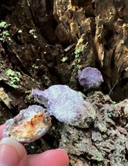 Nectriopsis violacea