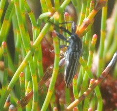 Rhinotia regalis