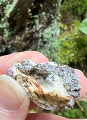 Nectriopsis violacea