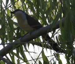 Coccyzus melacoryphus