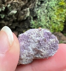 Nectriopsis violacea