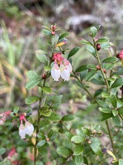 Vaccinium myrsinites